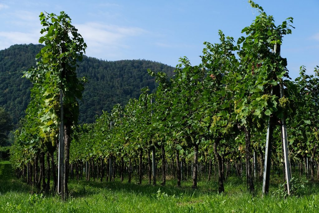 Viñedo en montaña